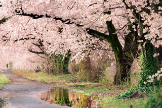 新江の桜並木写真１