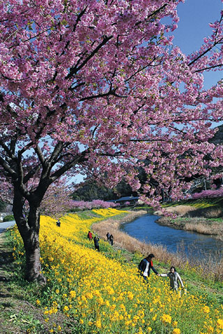 みなみの桜と菜の花畑の桜写真１