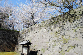 鶴丸城（鹿児島城）の桜写真１
