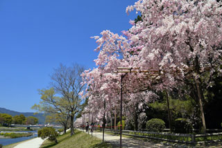 鴨川公園の桜写真１