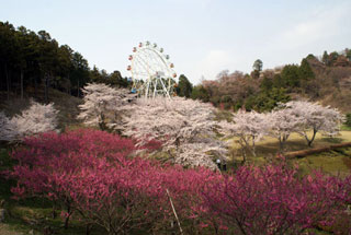 奥山高原の桜写真１