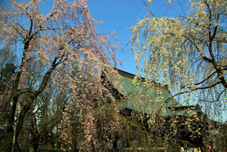 慈眼寺（群馬）の桜写真１