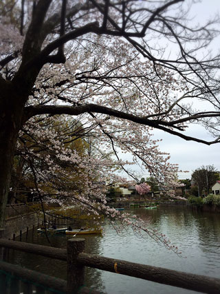 碑文谷公園の桜写真１