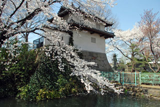 高崎城址の桜写真１