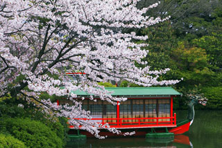 神泉苑の桜写真１