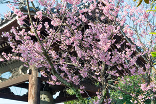 百万遍知恩寺の桜写真１