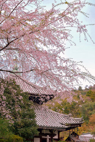 安楽寺の桜写真１
