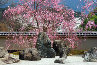実相院の桜写真１