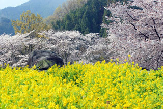 石舞台古墳（明日香村）の桜写真１