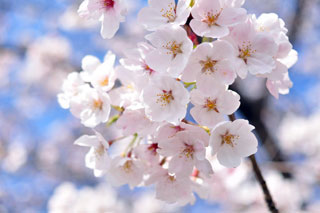 久留米百年公園の桜写真１