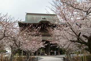 建長寺の桜写真１