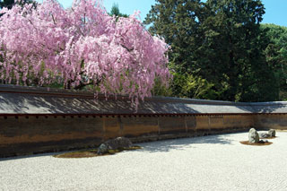 龍安寺の桜写真１