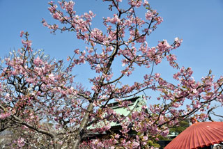 鎌倉・長谷寺（長谷観音）の桜写真１