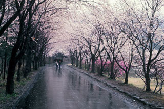 山梨縣護國神社の桜写真１