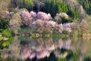 中綱湖の桜写真１