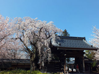 谷厳寺の桜写真１