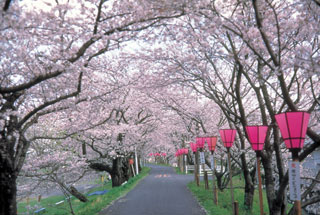 金比羅山緑地の桜写真１