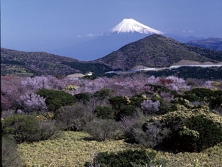 西天城高原の桜写真１