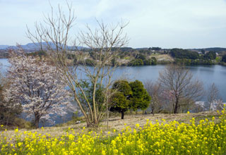 るるパーク（大分農業文化公園）の桜写真２