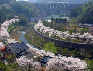 耶馬溪ダム記念公園「溪石園」の桜写真１