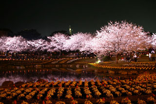 別府公園の桜写真１