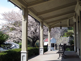 東山手十二番館の桜写真２