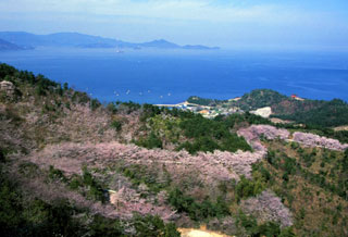 日盛山の桜写真１