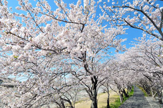 都田川桜堤の桜写真１