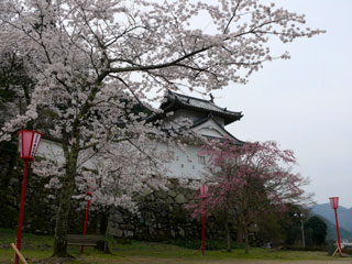 出石城跡の桜写真１