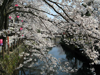 城崎温泉の桜写真１