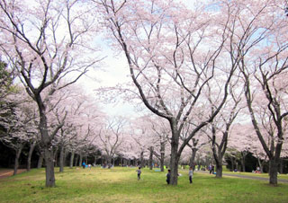 千葉市昭和の森の桜写真１