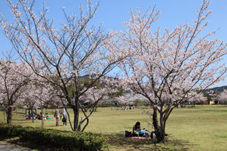 鳥羽市民の森公園の桜写真１
