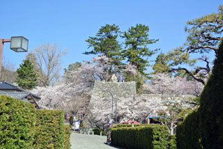 松坂城跡（松阪公園）の桜写真１