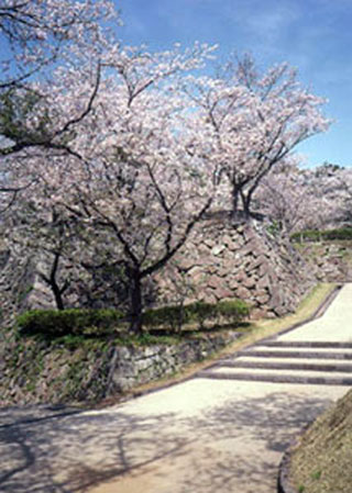 延岡城跡 城山公園の桜写真１