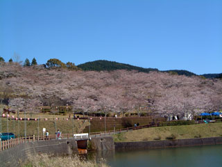 上米公園の桜写真１