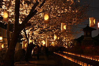 本妙寺の桜写真１