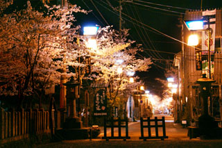 肥後一の宮阿蘇神社の桜写真２