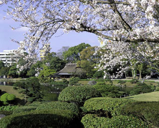 水前寺成趣園の桜写真１