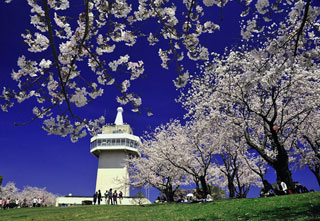 国分城山公園の桜写真１