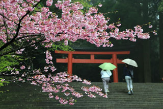 霧島神宮の桜写真１
