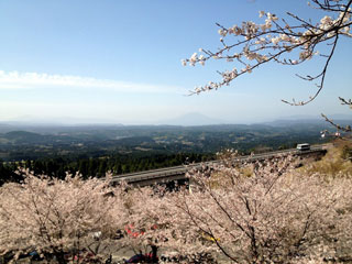 霧島神話の里公園の桜写真１