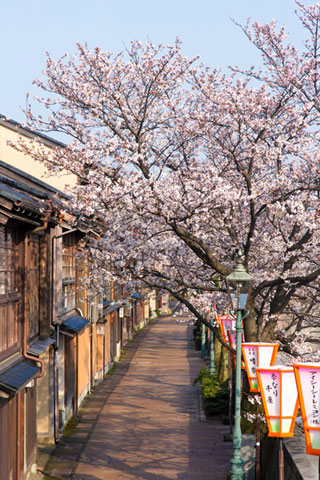 主計町茶屋街の桜写真１