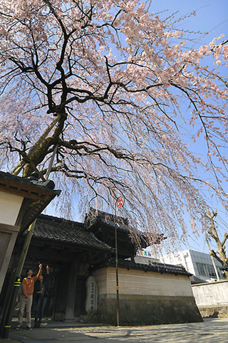 慶恩寺の桜写真１