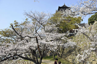 広島城の桜写真１
