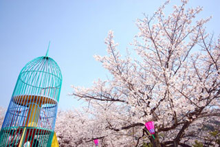 串山公園の桜写真１
