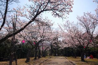 大空山公園の桜写真１