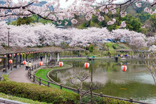 府中公園の桜写真１