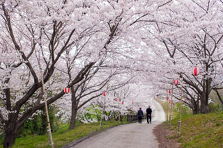宮山中公園の桜写真１