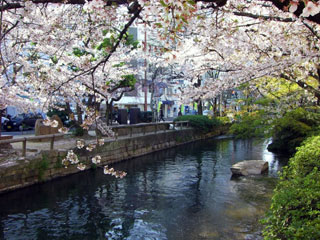 西川緑道公園の桜写真１