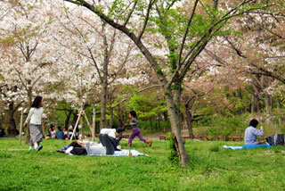長居公園の桜写真１
